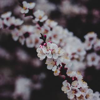 Dark Cherry Blossom wallpaper