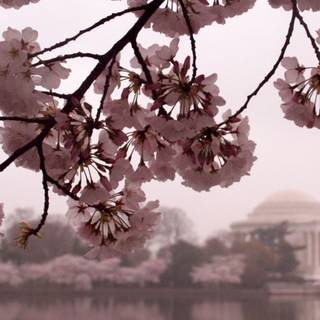 Dark Cherry Blossom wallpaper