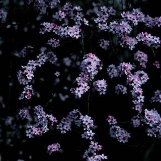 Dark Cherry Blossom wallpaper