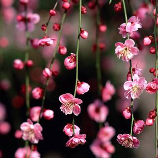 Dark Cherry Blossom wallpaper