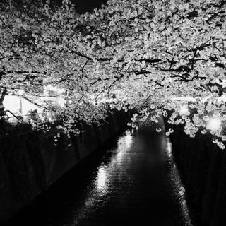 Dark Cherry Blossom wallpaper