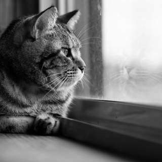 Cat window wallpaper