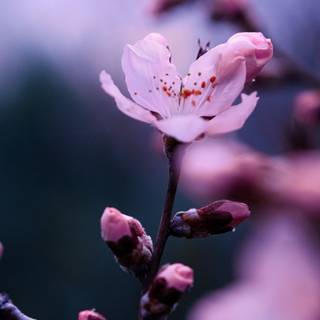 Dark Cherry Blossom wallpaper