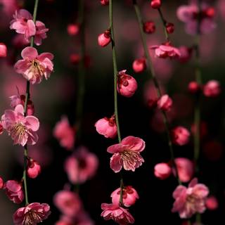 Dark Cherry Blossom wallpaper