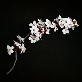 Dark Cherry Blossom wallpaper