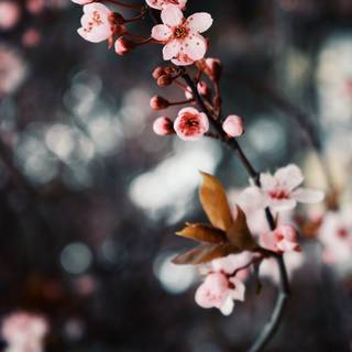 Dark Cherry Blossom wallpaper