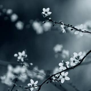 Dark Cherry Blossom wallpaper