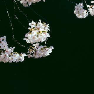 Dark Cherry Blossom wallpaper