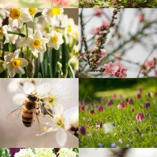 Bee spring aesthetic wallpaper