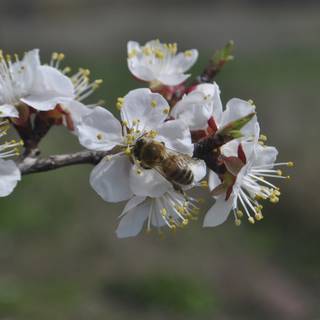 Bee spring aesthetic wallpaper