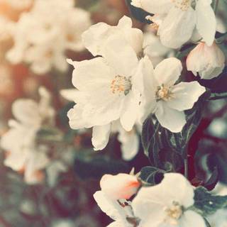 Phone spring aesthetic wallpaper