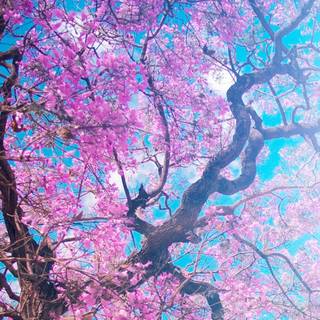 Phone spring aesthetic wallpaper