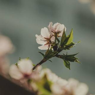 Bee spring aesthetic wallpaper