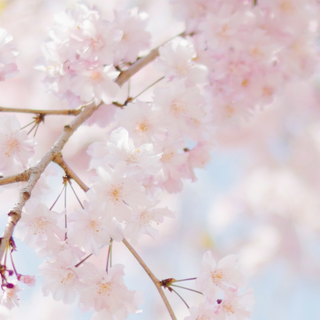 Phone spring aesthetic wallpaper