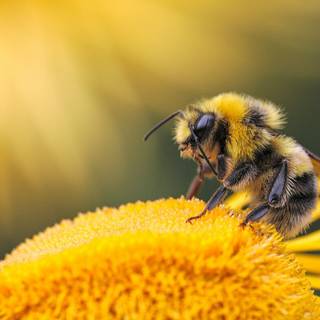 Bee spring aesthetic wallpaper