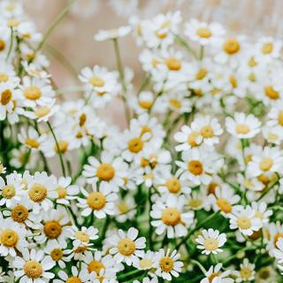 Green aesthetic spring computer wallpaper