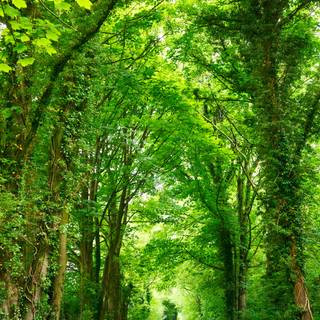 Spring nature outdoor wallpaper