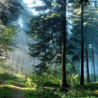 Spring nature outdoor wallpaper