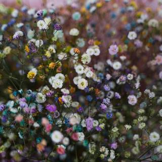 Spring nature outdoor wallpaper