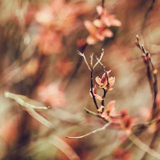 Spring nature outdoor wallpaper