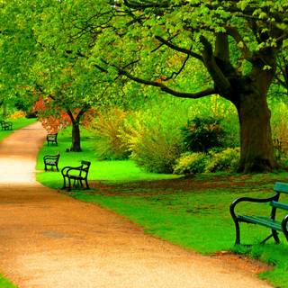 Spring nature outdoor wallpaper