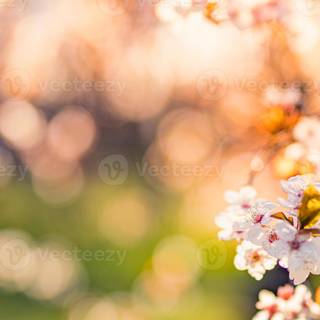 Spring nature outdoor wallpaper