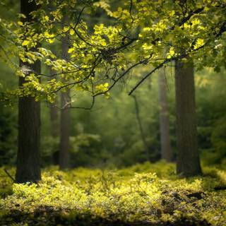 Spring nature outdoor wallpaper