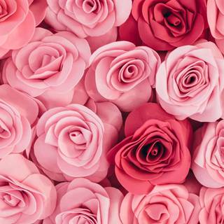 Pink flowers Valentine wallpaper