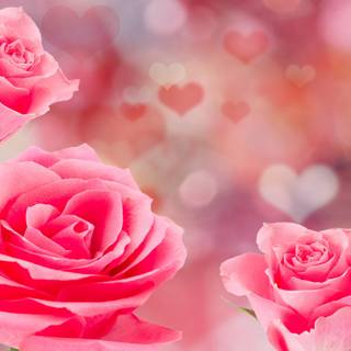 Pink flowers Valentine wallpaper