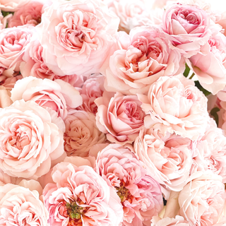 Pink flowers Valentine wallpaper