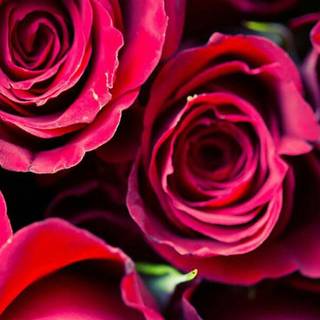 Pink flowers Valentine wallpaper