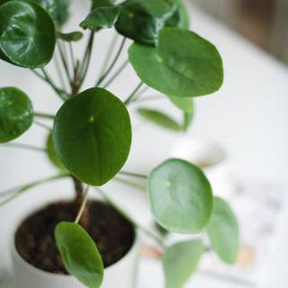 Chinese Money Plant wallpaper