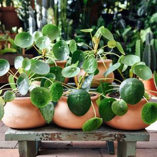 Chinese Money Plant wallpaper