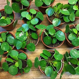 Chinese Money Plant wallpaper