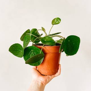 Chinese Money Plant wallpaper