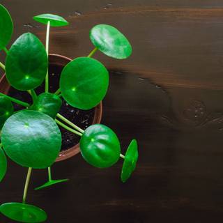 Chinese Money Plant wallpaper