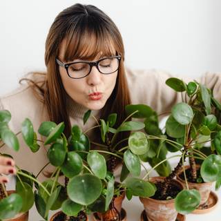 Chinese Money Plant wallpaper