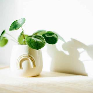 Chinese Money Plant wallpaper