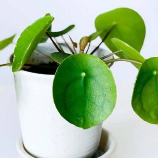 Chinese Money Plant wallpaper