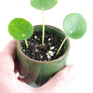 Chinese Money Plant wallpaper