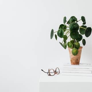 Chinese Money Plant wallpaper