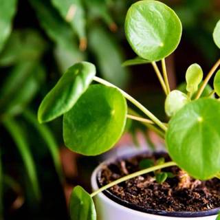 Chinese Money Plant wallpaper