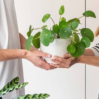 Chinese Money Plant wallpaper