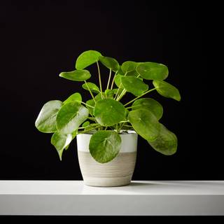 Chinese Money Plant wallpaper