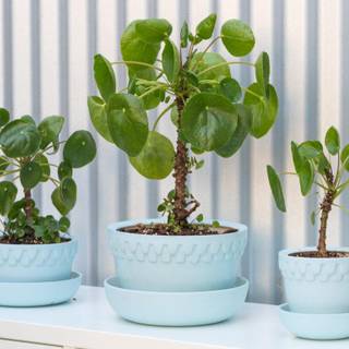 Chinese Money Plant wallpaper