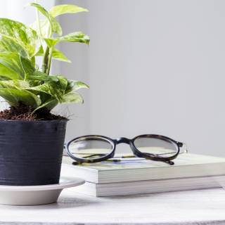 Chinese Money Plant wallpaper