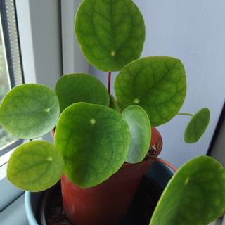 Chinese Money Plant wallpaper