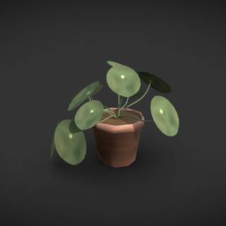 Chinese Money Plant wallpaper