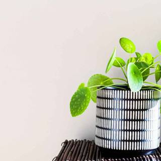 Chinese Money Plant wallpaper