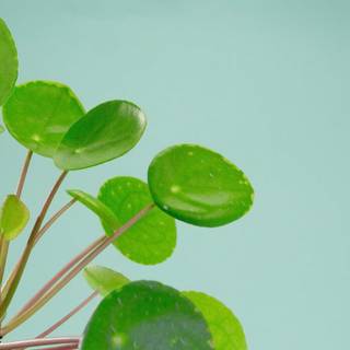 Chinese Money Plant wallpaper